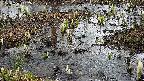 mizubasho4-20250403092056.jpg