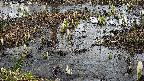 mizubasho4-20250403094056.jpg