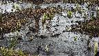 mizubasho4-20250403095054.jpg