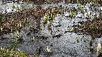 mizubasho4-20250403100102.jpg
