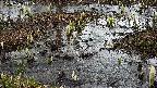 mizubasho4-20250403101101.jpg