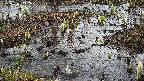 mizubasho4-20250403102055.jpg