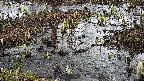 mizubasho4-20250403103100.jpg