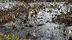 mizubasho4-20250403105057.jpg