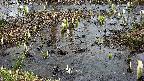 mizubasho4-20250403111053.jpg