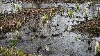 mizubasho4-20250403112055.jpg