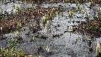 mizubasho4-20250403115053.jpg