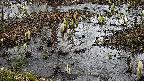mizubasho4-20250403121057.jpg