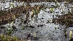 mizubasho4-20250403122053.jpg