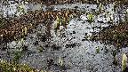 mizubasho4-20250403123058.jpg
