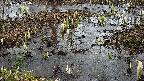 mizubasho4-20250403124054.jpg