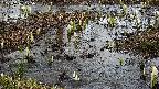 mizubasho4-20250403125055.jpg