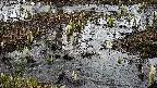 mizubasho4-20250403130053.jpg