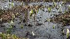 mizubasho4-20250403131100.jpg