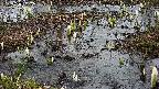 mizubasho4-20250403132100.jpg