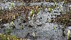 mizubasho4-20250403133056.jpg