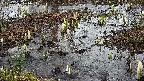 mizubasho4-20250403135057.jpg