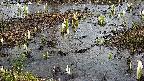 mizubasho4-20250403140100.jpg