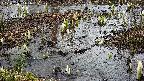 mizubasho4-20250403141058.jpg