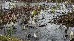 mizubasho4-20250403142050.jpg