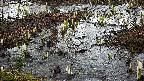 mizubasho4-20250403143054.jpg