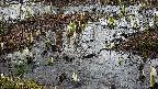 mizubasho4-20250403145056.jpg