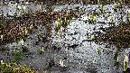 mizubasho4-20250403150056.jpg