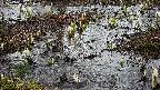 mizubasho4-20250403151056.jpg