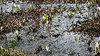 mizubasho4-20250403153055.jpg