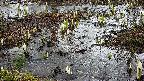 mizubasho4-20250403154059.jpg