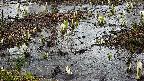 mizubasho4-20250403155054.jpg