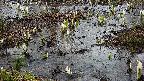 mizubasho4-20250403161056.jpg