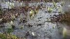 mizubasho4-20250403164053.jpg