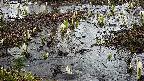 mizubasho4-20250403170056.jpg