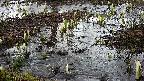 mizubasho4-20250404055053.jpg