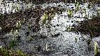 mizubasho4-20250404065057.jpg