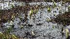 mizubasho4-20250404075055.jpg