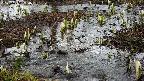 mizubasho4-20250404080056.jpg