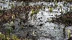 mizubasho4-20250404090054.jpg