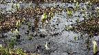 mizubasho4-20250404094054.jpg