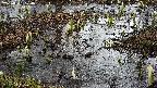 mizubasho4-20250404100054.jpg
