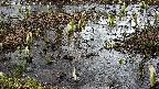 mizubasho4-20250404101056.jpg