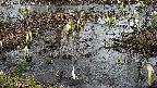 mizubasho4-20250404105056.jpg