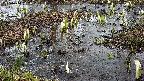 mizubasho4-20250404112055.jpg