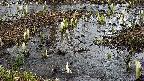 mizubasho4-20250404121055.jpg