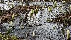 mizubasho4-20250404125054.jpg