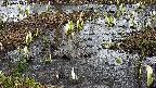mizubasho4-20250404132056.jpg