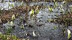mizubasho4-20250404133052.jpg