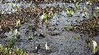 mizubasho4-20250404135053.jpg