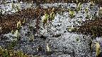 mizubasho4-20250404150057.jpg